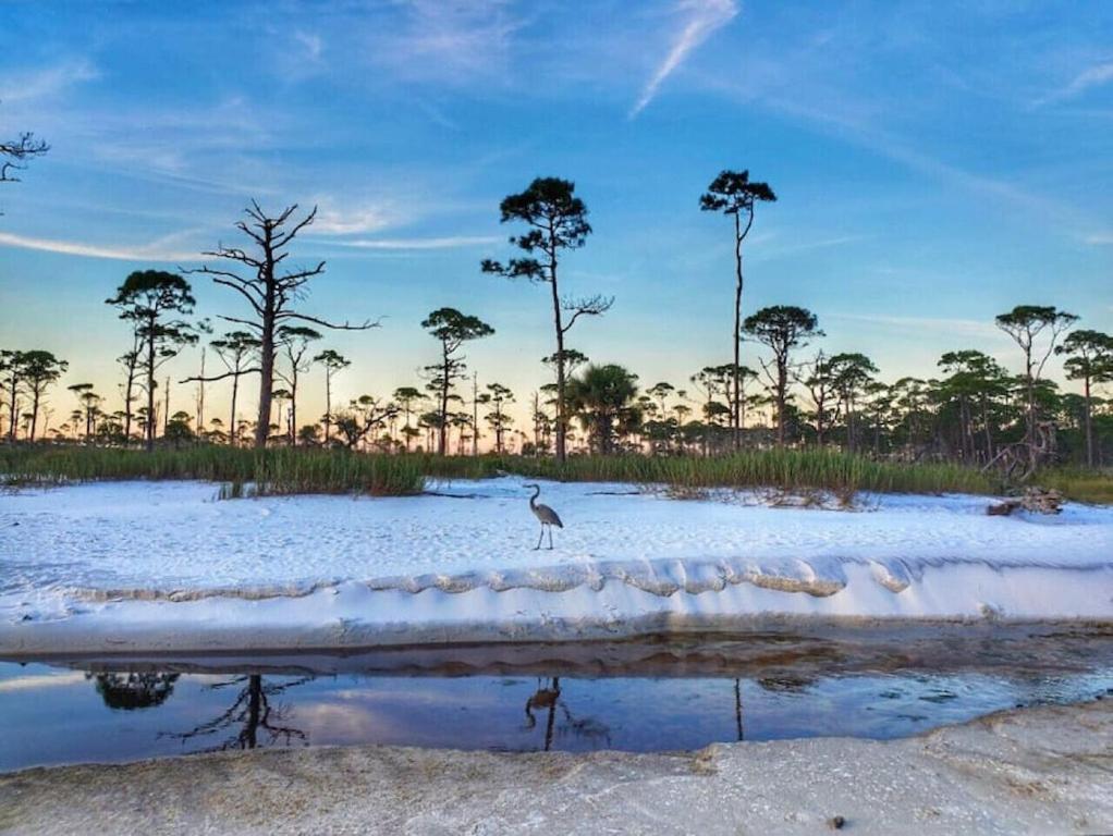 Tortuga Tillys Cape San Blas Esterno foto